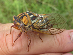 Megatibicen tremulus