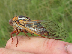 Megatibicen tremulus