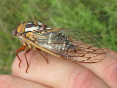 Megatibicen tremulus