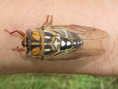 Megatibicen tremulus