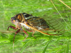 Megatibicen tremulus