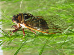 Megatibicen tremulus
