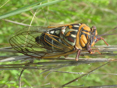 Megatibicen tremulus