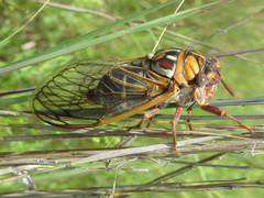 Megatibicen tremulus