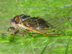 Megatibicen tremulus