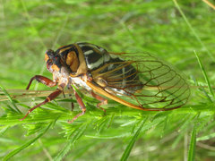 Megatibicen tremulus