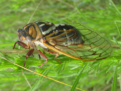 Megatibicen tremulus