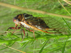 Megatibicen tremulus