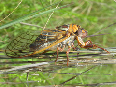 Megatibicen tremulus
