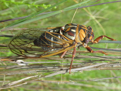 Megatibicen tremulus