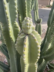 Lophocereus