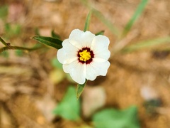 Sida linifolia
