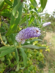 Veronica dieffenbachii