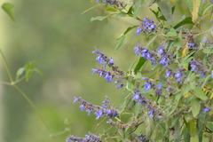 Salvia cuspidata