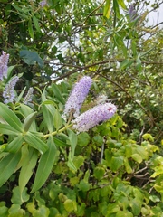 Veronica dieffenbachii