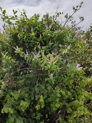 Veronica dieffenbachii