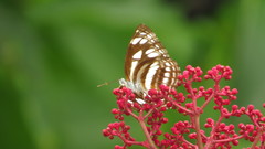 Phaedyma columella singa