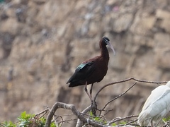 Plegadis falcinellus