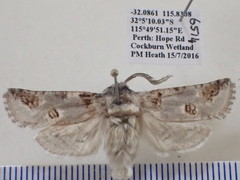Culama dasythrix