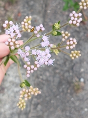 Eupatorieae