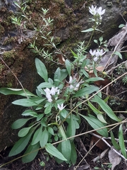 Gentianella patula