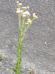Eupatorieae