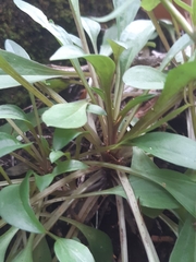 Gentianella patula