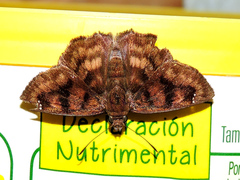 Nisoniades rubescens