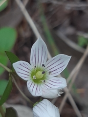 Gentianella patula
