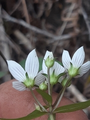 Gentianella patula