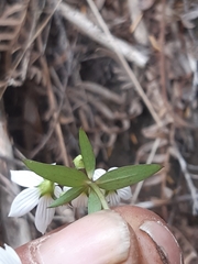Gentianella patula