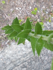 Eupatorieae