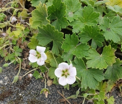 Geranium traversii