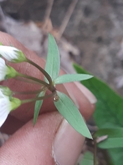 Gentianella patula