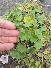 Geranium traversii