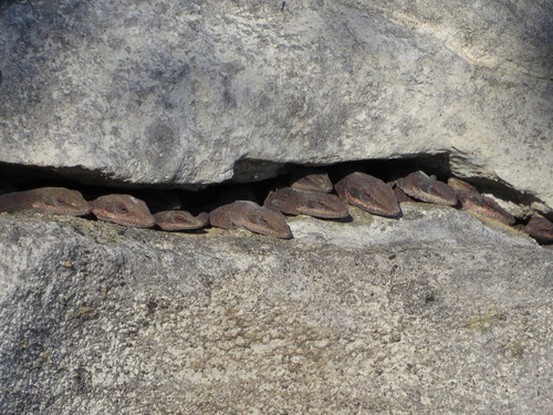Green Anole photographed in Alabama