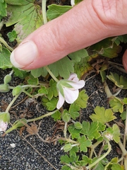Geranium traversii