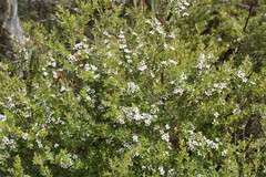 Leptospermum grandifolium