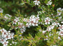 Leptospermum grandifolium