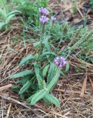 Verbena hispida