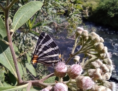 Panthiades bathildis