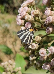 Panthiades bathildis