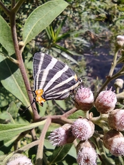 Panthiades bathildis