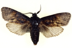Culama australis