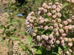 Panthiades bathildis