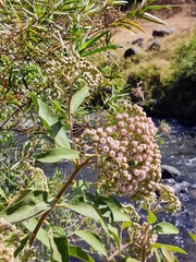 Panthiades bathildis