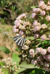 Panthiades bathildis