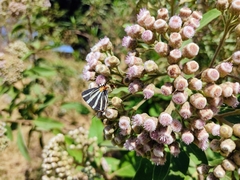 Panthiades bathildis