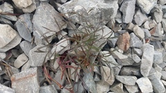 Anisotome filifolia