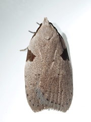Zonopetala quadripustulella